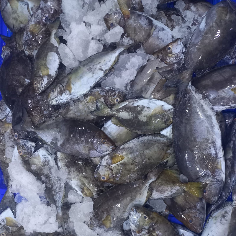 White Bream