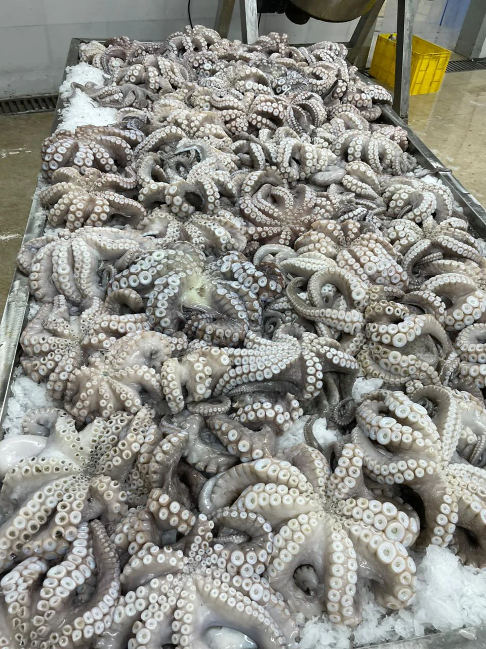 Octopus