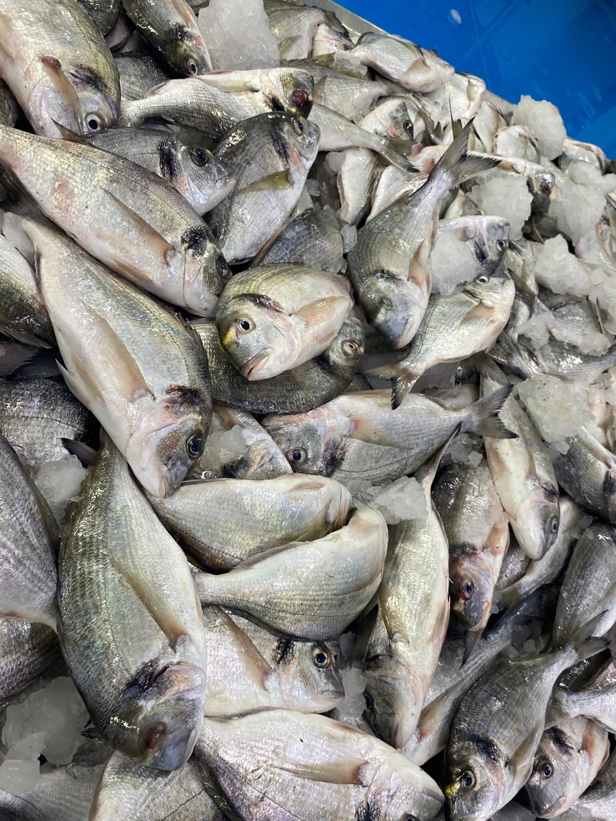 Sea Bream