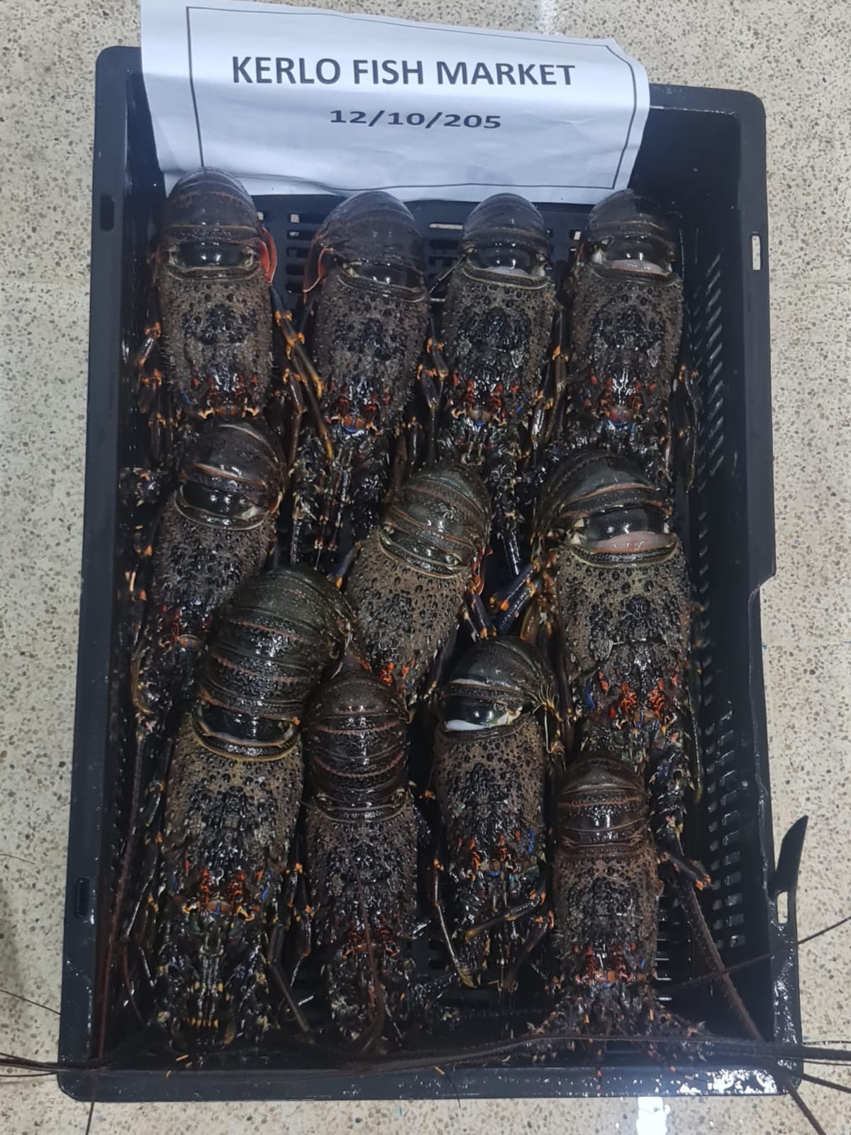 Spiny Lobster