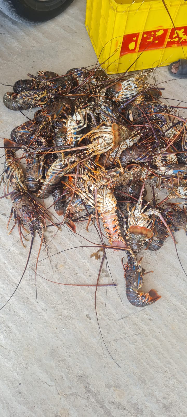 Spiny Lobster