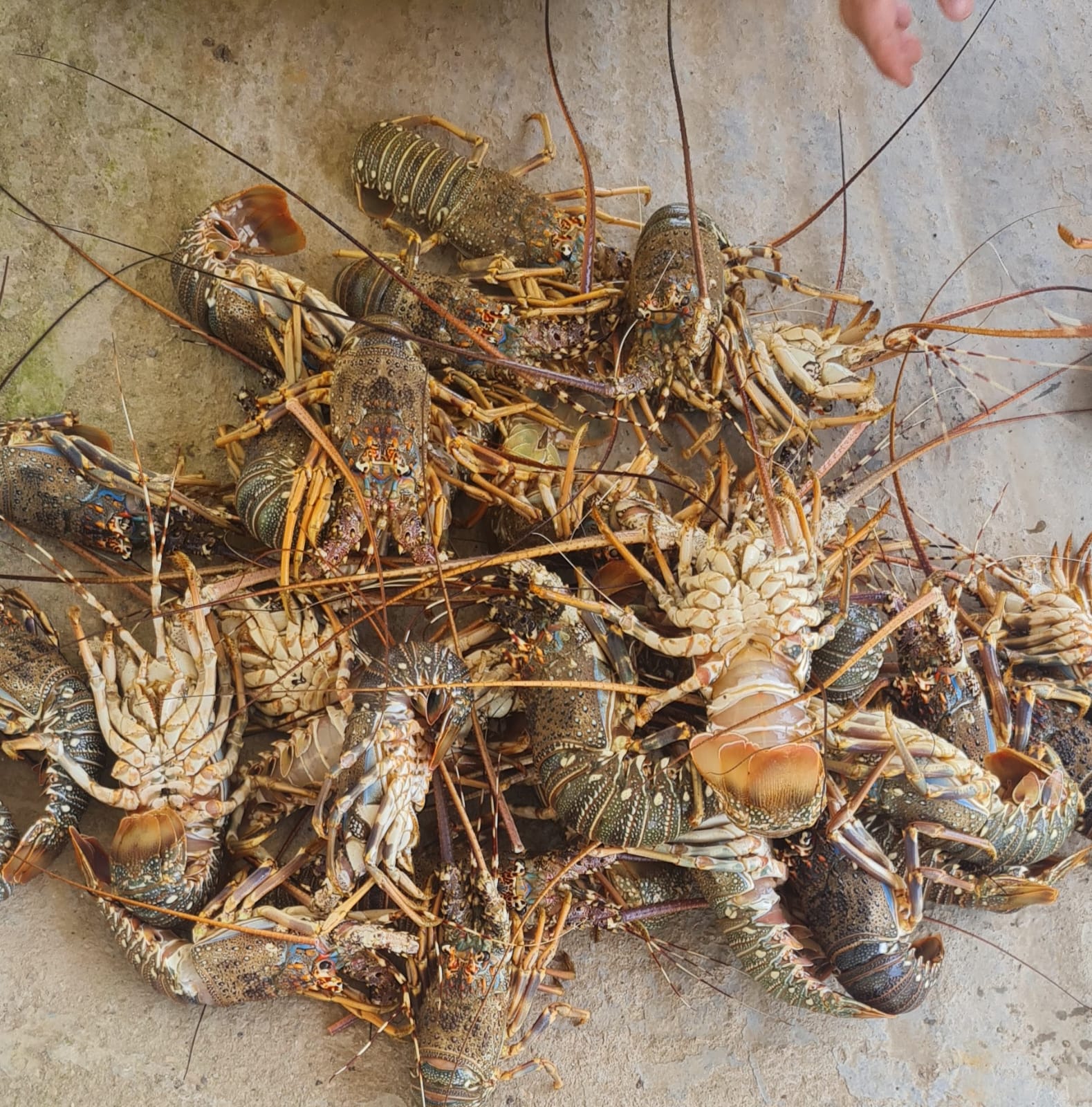 Spiny Lobster
