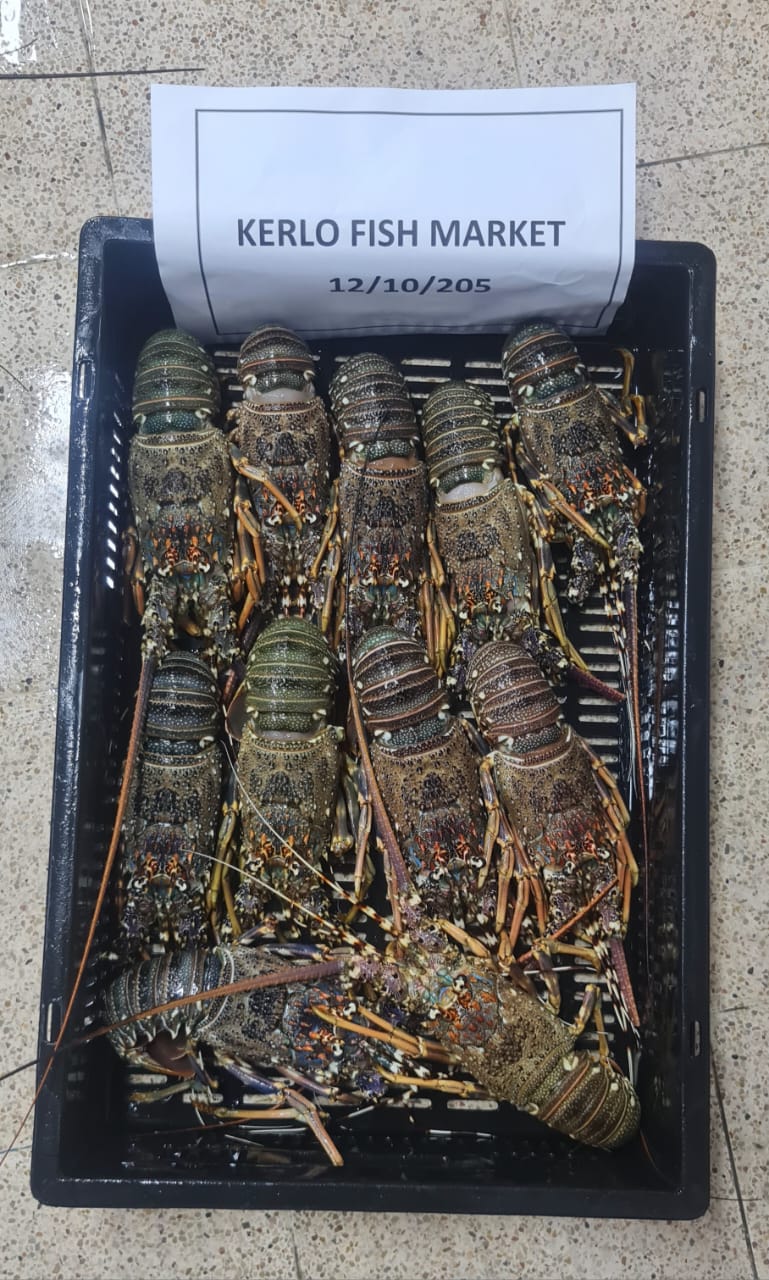 Spiny Lobster