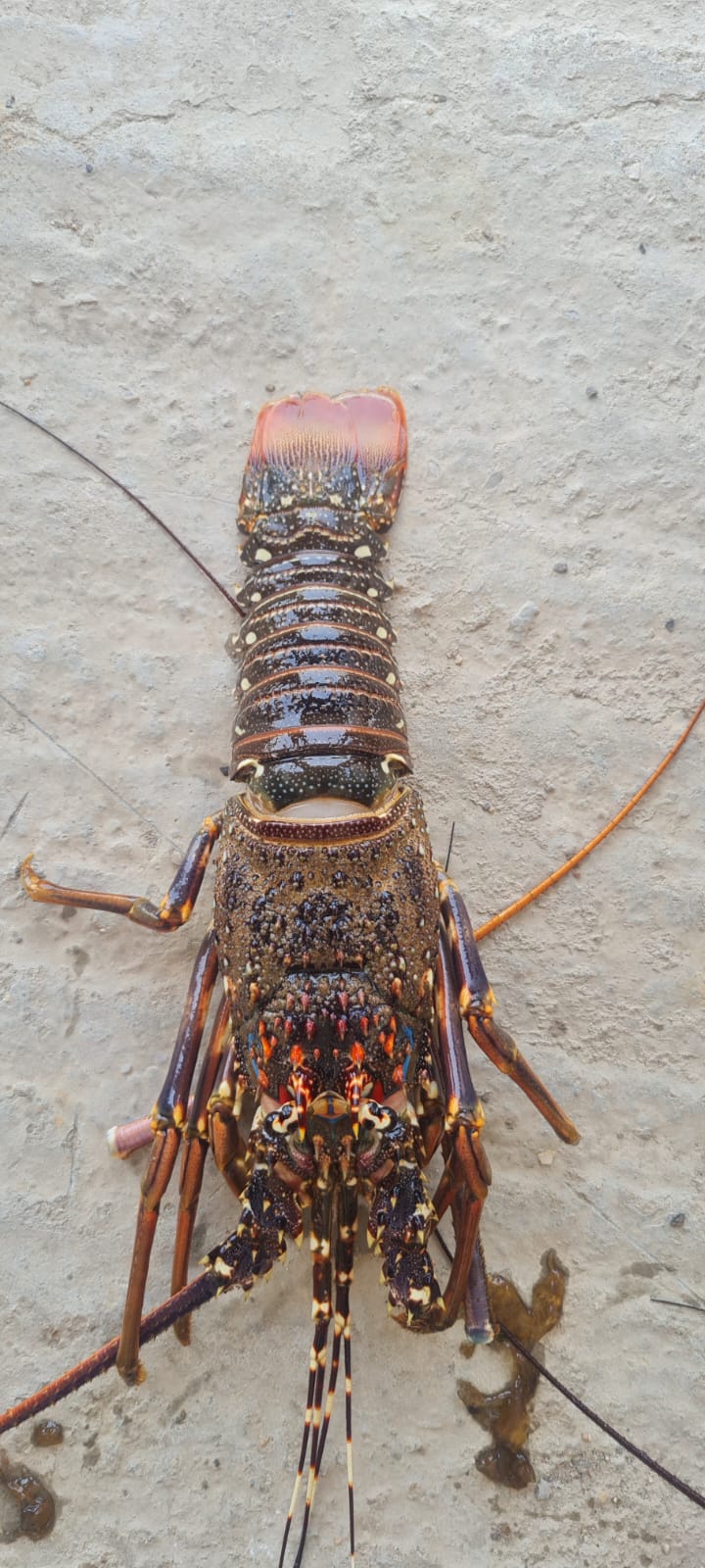 Spiny Lobster