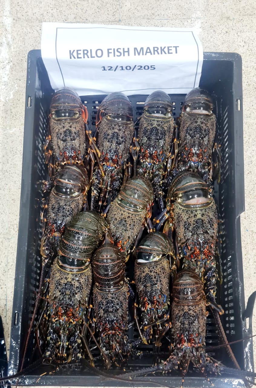 Spiny Lobster