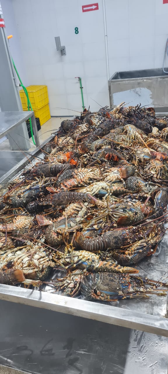 Spiny Lobster