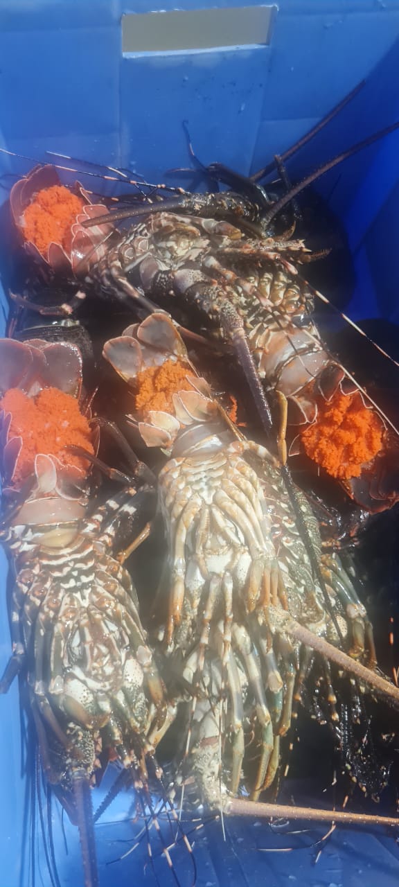 Spiny Lobster