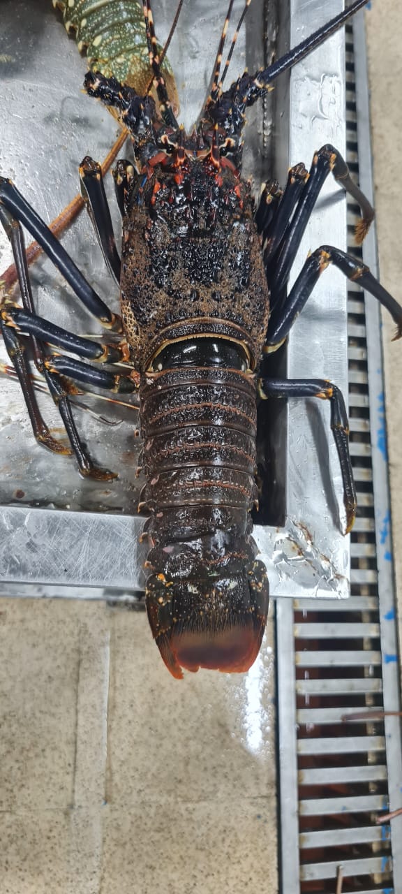 Spiny Lobster Detail